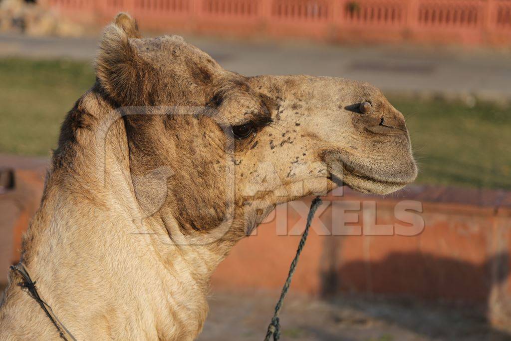 Head of camel with rope in nose in the urban city of Jaipur