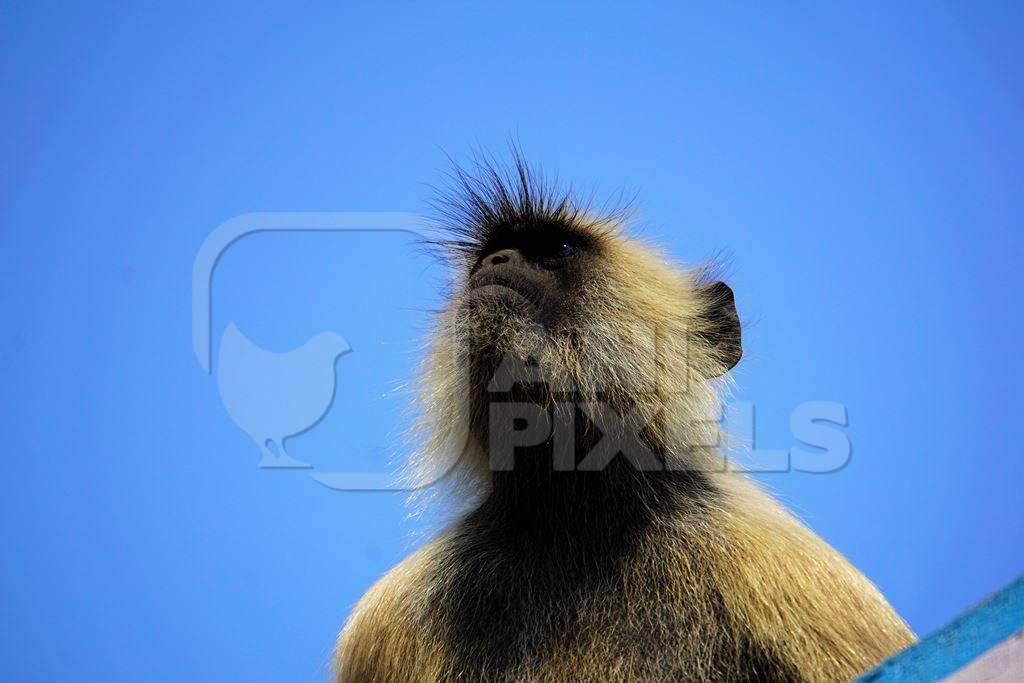 Langur against blue sky background