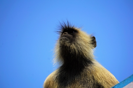 Langur against blue sky background