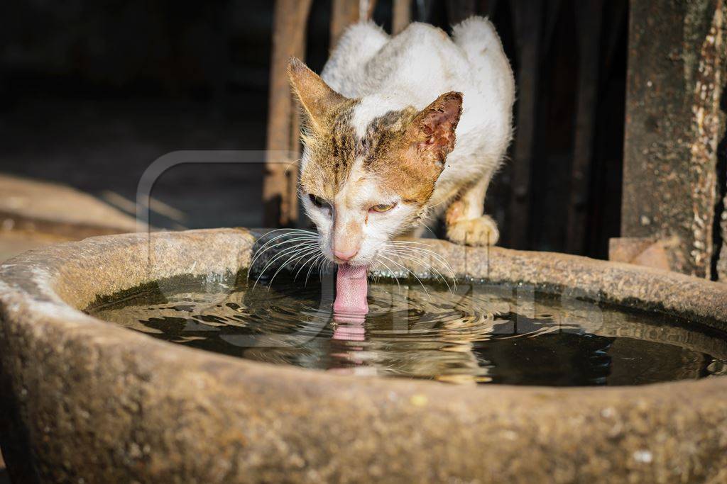 Street cat drinking from a waterbowl outside Crawford meat market