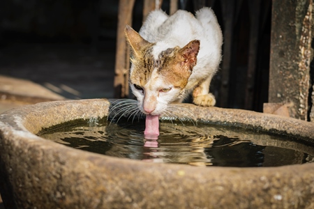 Street cat drinking from a waterbowl outside Crawford meat market