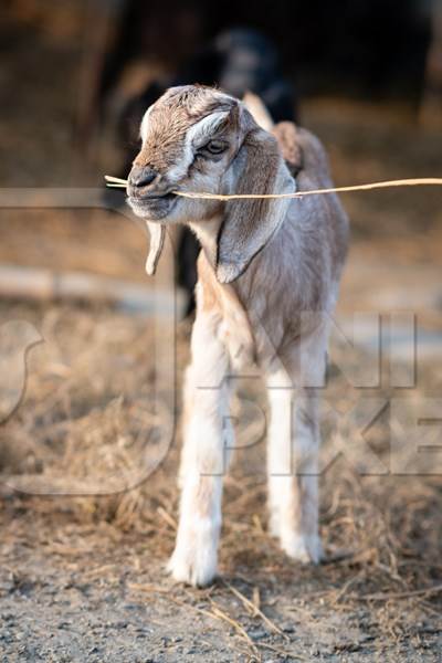Baby goat kid eating straw in Chitwan, Nepal.