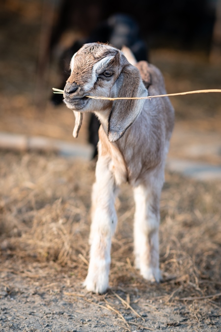 Baby goat kid eating straw in Chitwan, Nepal.