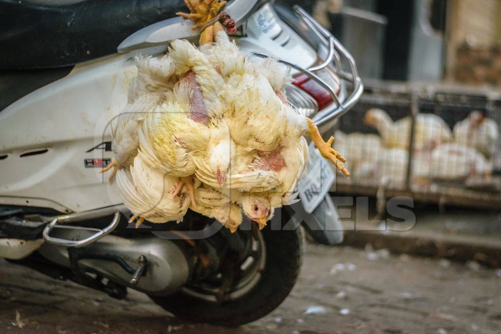 Broiler chickens upside down tied to motorbike in urban city of Mumbai