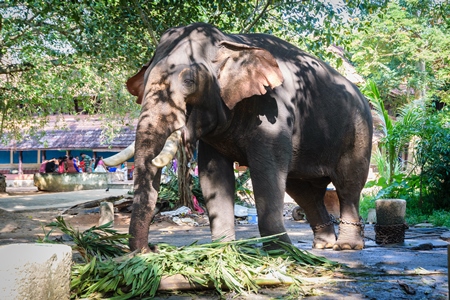 Elephants chained up at Punnathur Kota elephant camp near Guruvayur temple, used for temples and religious festivals