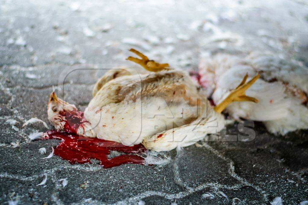 Dead broiler chickens on the ground fallen from transport trucks near Crawford meat market in urban city