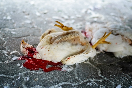 Dead broiler chickens on the ground fallen from transport trucks near Crawford meat market in urban city