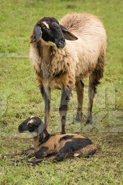 Mother and baby lamb and herd of sheep in a field in rural countryside