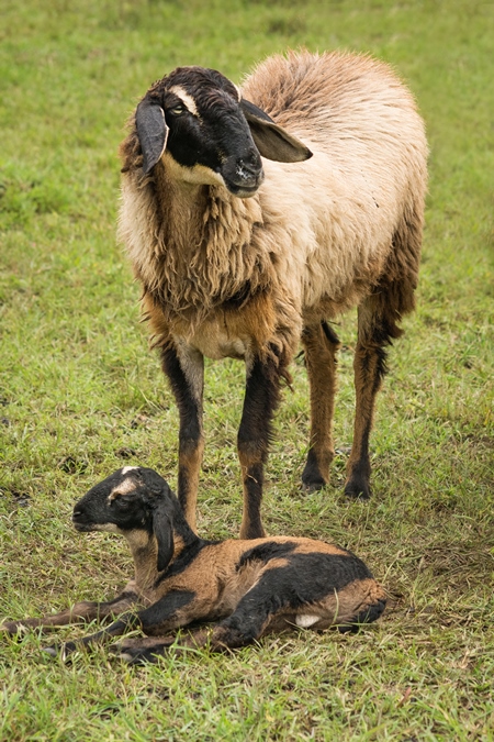 Mother and baby lamb and herd of sheep in a field in rural countryside