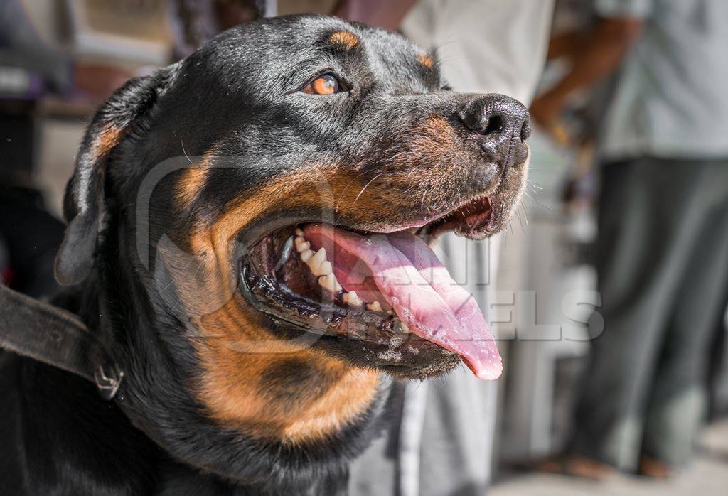 Pedigree rottweiler dog on leash with owner