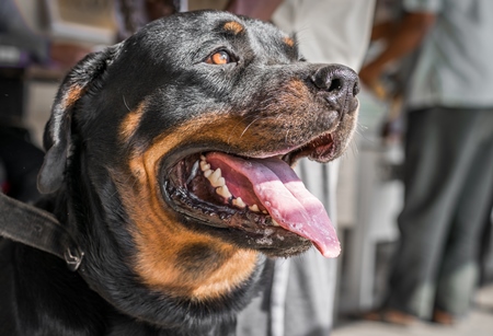 Pedigree rottweiler dog on leash with owner