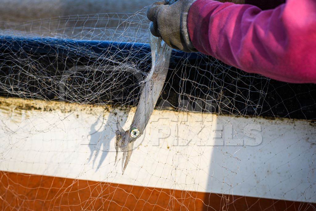 Indian squid caught in fishing net on beach in Goa, India, 2022