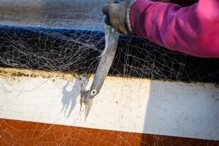 Indian squid caught in fishing net on beach in Goa, India, 2022