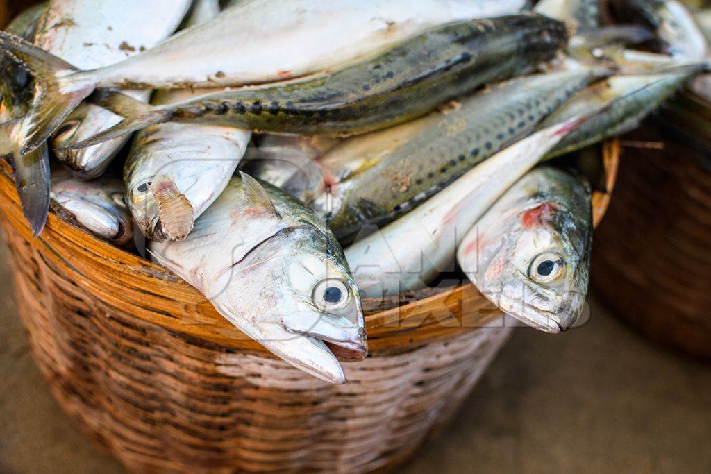 Baskets full of dead Indian mackerel fish on sale at Malvan fish market on beach in Malvan, Maharashtra, India, 2022