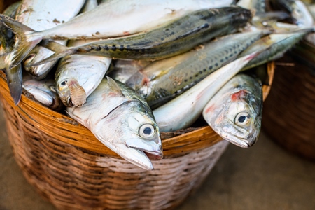 Baskets full of dead Indian mackerel fish on sale at Malvan fish market on beach in Malvan, Maharashtra, India, 2022