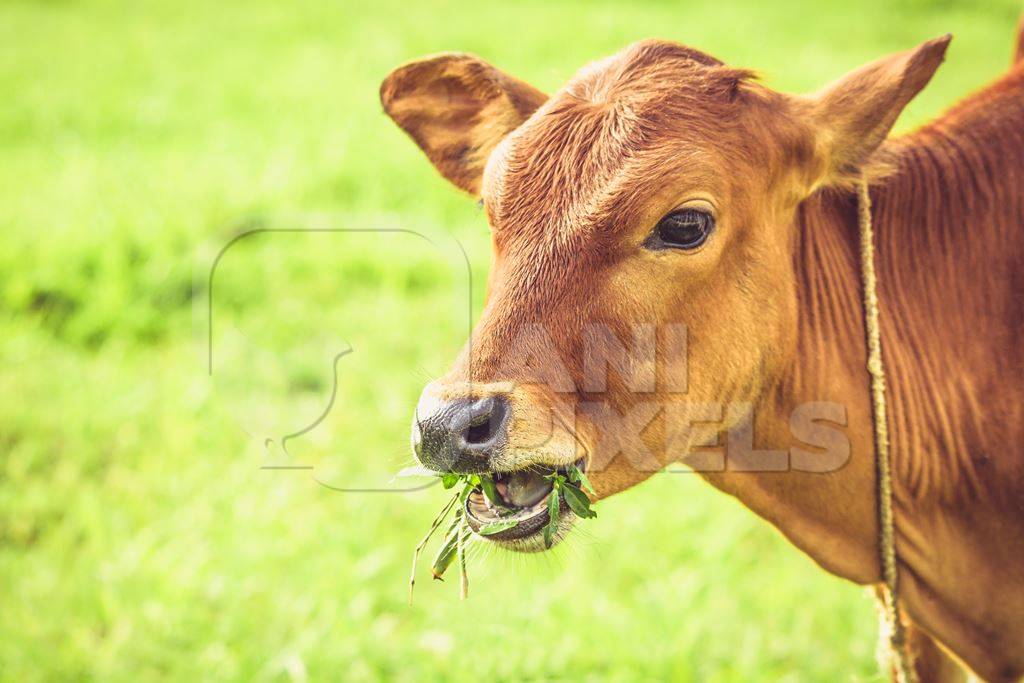 Brown calf eating grass with green field background in village