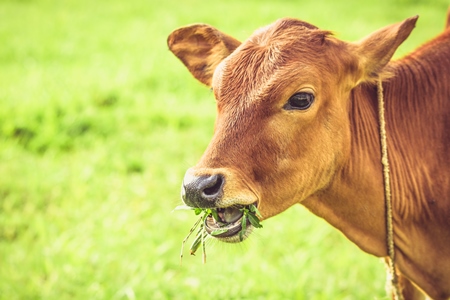 Brown calf eating grass with green field background in village
