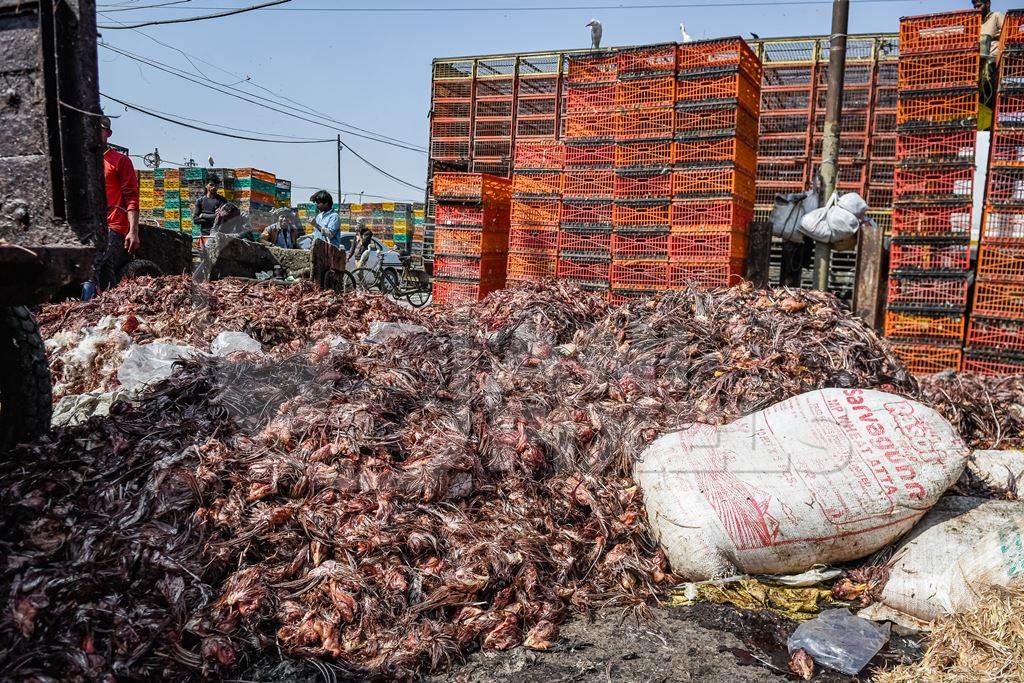 Piles of Indian chicken waste at Ghazipur murga mandi, Ghazipur, Delhi, India, 2022