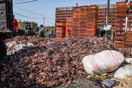 Piles of Indian chicken waste at Ghazipur murga mandi, Ghazipur, Delhi, India, 2022