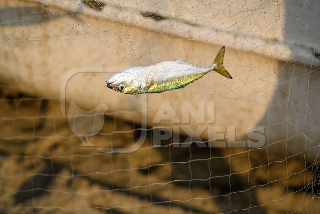 Indian fish caught in fishing net on beach in Goa, India, 2022