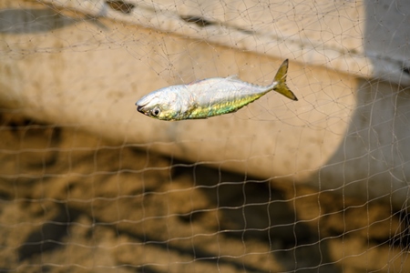 Indian fish caught in fishing net on beach in Goa, India, 2022