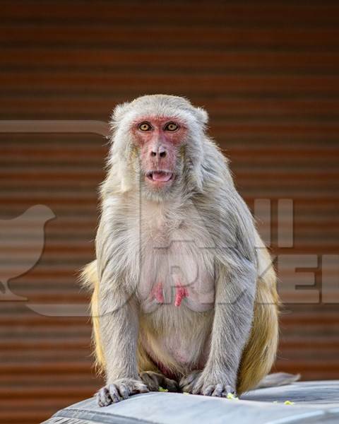 Indian macaque monkeys in the urban city of Jaipur, Rajasthan, India, 2022