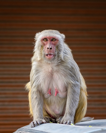 Indian macaque monkeys in the urban city of Jaipur, Rajasthan, India, 2022