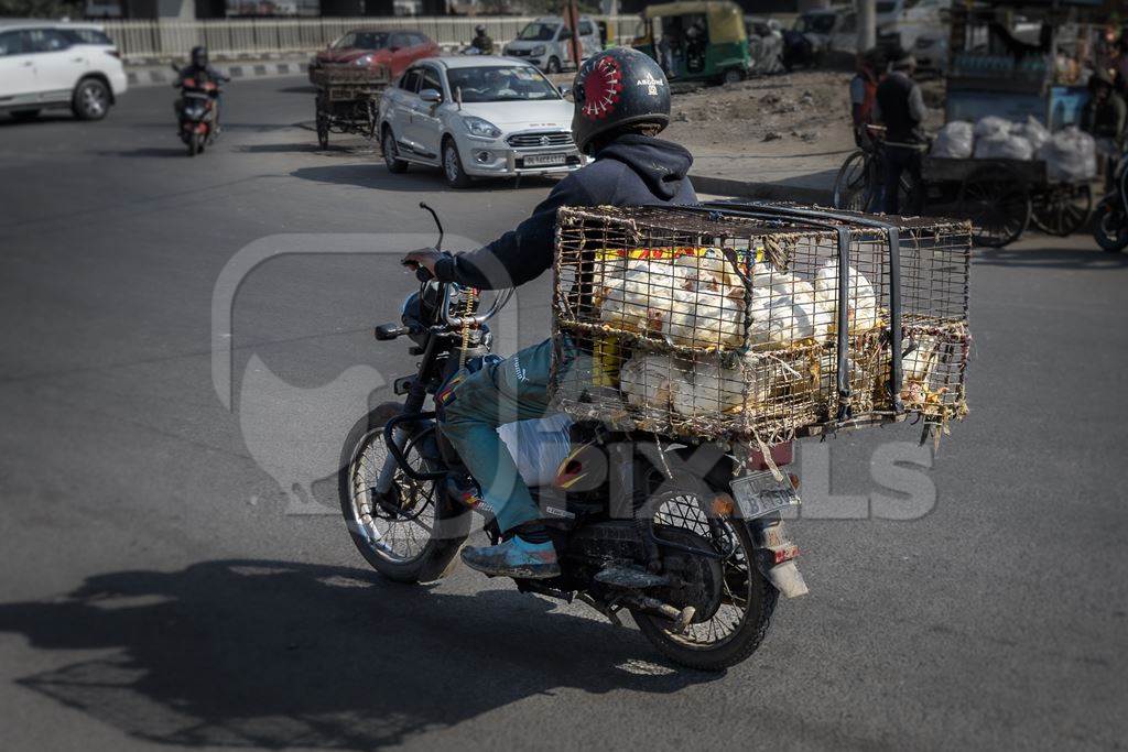 Indian broiler chickens transported in cages on a motorbike at Ghazipur murga mandi, Ghazipur, Delhi, India, 2022