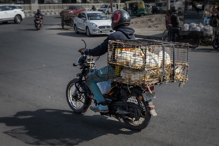 Indian broiler chickens transported in cages on a motorbike at Ghazipur murga mandi, Ghazipur, Delhi, India, 2022