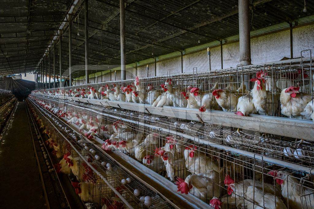 Indian chickens or layer hens in battery cages on an egg farm on the outskirts of Ajmer, Rajasthan, India, 2022