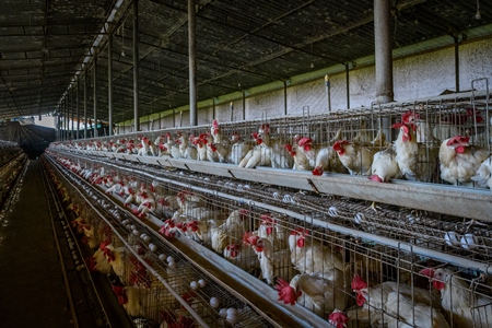 Indian chickens or layer hens in battery cages on an egg farm on the outskirts of Ajmer, Rajasthan, India, 2022