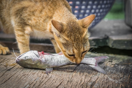 Street cat at Kochi fishing harbour in Kerala with fish in mouth