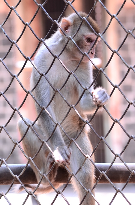 Macaque monkey behind bars in captivity in a zoo
