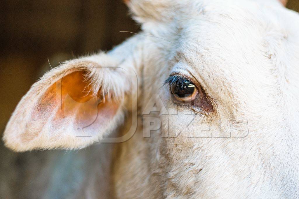 Close up of face of white bullock used for animal labour