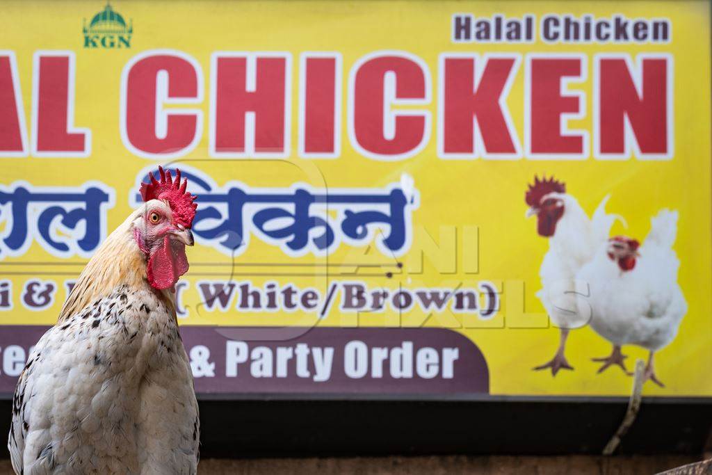 Rooster or cockerel chicken tied up outside chicken meat poultry shop in urban city in Maharashtra, India, 2021