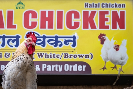 Rooster or cockerel chicken tied up outside chicken meat poultry shop in urban city in Maharashtra, India, 2021