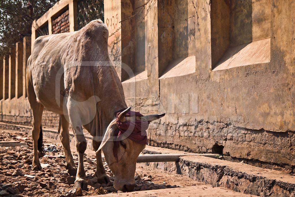 Street cow with beige background in street