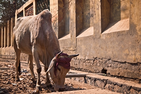 Street cow with beige background in street