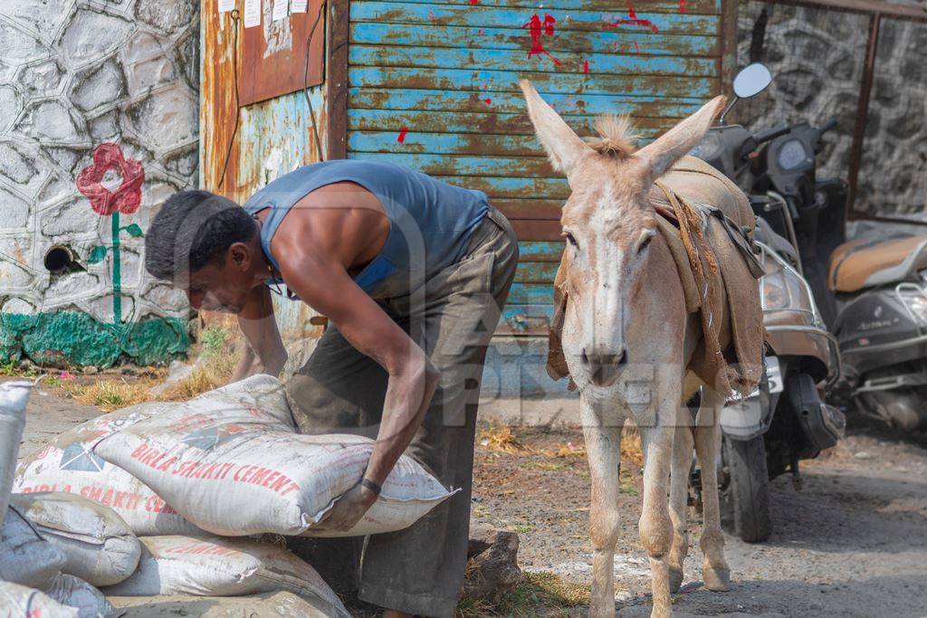 Man picking up sacks to load on working donkey used for animal labour to carry heavy sacks of cement in an urban city in Maharashtra in India