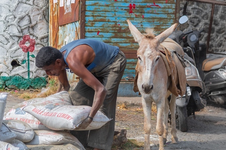 Man picking up sacks to load on working donkey used for animal labour to carry heavy sacks of cement in an urban city in Maharashtra in India