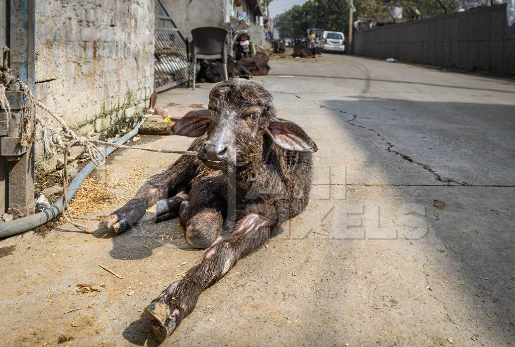 Indian buffalo calf tied up in the street and suffering in the heat, part of Ghazipur dairy farms, Delhi, India, 2022