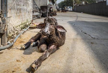 Indian buffalo calf tied up in the street and suffering in the heat, part of Ghazipur dairy farms, Delhi, India, 2022