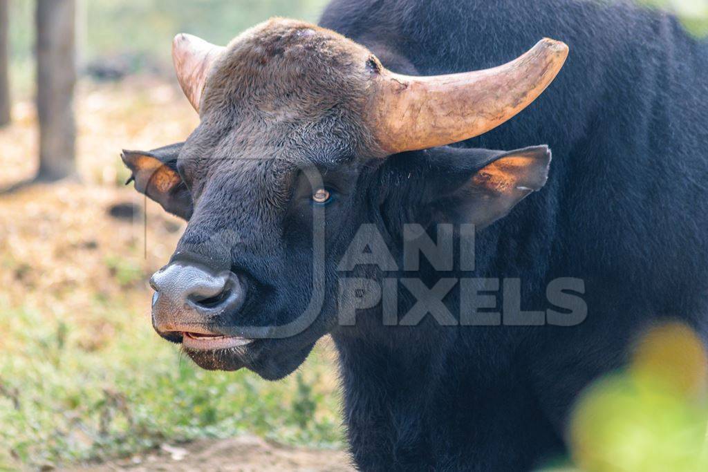 Gaur or Indian bison in captivity at Rajiv Gandhi Zoological Park