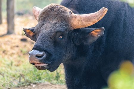 Gaur or Indian bison in captivity at Rajiv Gandhi Zoological Park