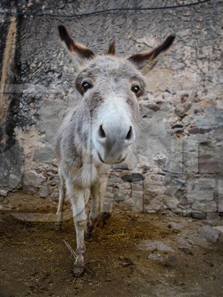 Cute grey Indian donkey on a farm in Jaipur, India, 2022