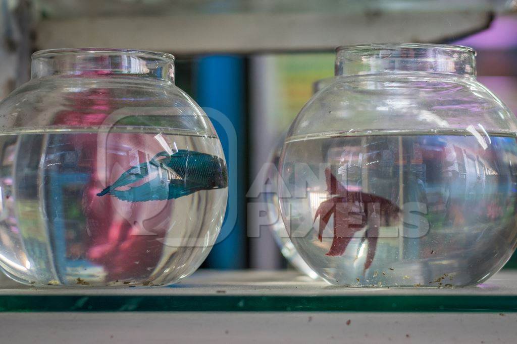 Siamese fighting fish on sale in fish bowls  at Crawford pet market