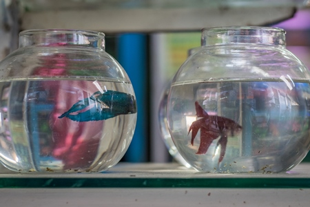 Siamese fighting fish on sale in fish bowls  at Crawford pet market