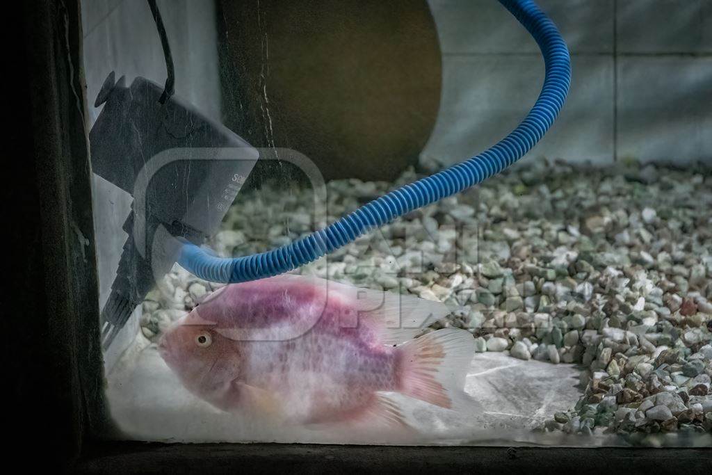 Pink fish kept in barren aquarium tank at Dolphin aquarium mini zoo in Mumbai, India, 2019