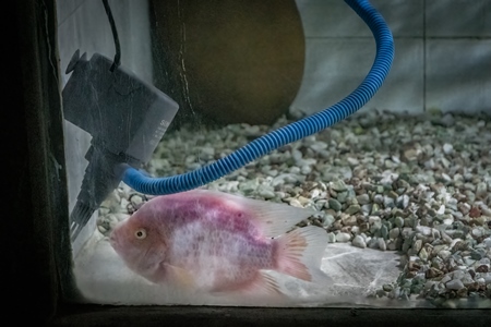 Pink fish kept in barren aquarium tank at Dolphin aquarium mini zoo in Mumbai, India, 2019