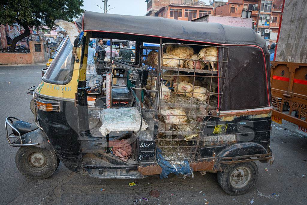 Indian broiler chickens in cages in an auto rickshaw at a small chicken poultry market in Jaipur, India, 2022